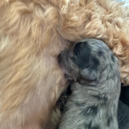 Girl 2 - Merle female Goldendoodle puppy in Charlotte, North Carolina from Hopeful Heart Doodles