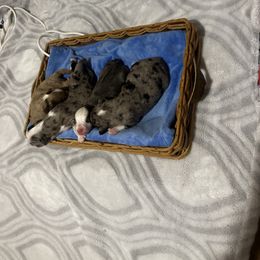 Miniature Australian Shepherd and Toy Australian Shepherd Puppies from Cherry Grove Kennel