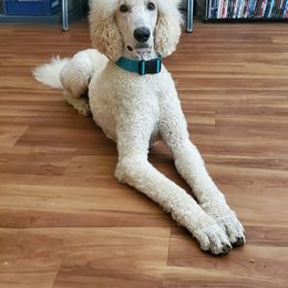 Saint Berdoodle All Grown Up from Sunny's St. Berdoodles