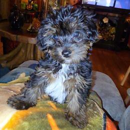 Mars - Black and tan male Yorkipoo puppy in Lebanon, Kentucky from Mosaic Merle Doodles