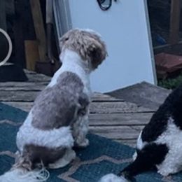 Shichons from Liberty Farms