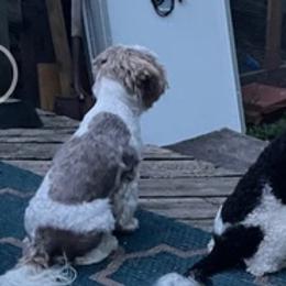 Shichons from Liberty Farms
