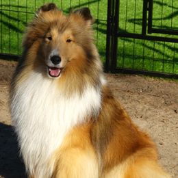 Shetland Sheepdog puppies from Aratone