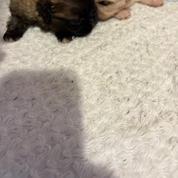 Pekingese and Poodle Puppies from Dogs lovers