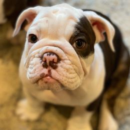 Bulldogs from Rankin Hometown Bullies