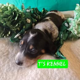 Ray - Piebald male Dachshund puppy in Poplarville, Mississippi from T's Kennel
