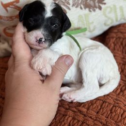 Cider - Black and white female Sheepadoodle puppy in Wharton, Texas from Little Fur Friends