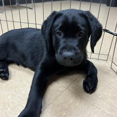 Working Dog Cross Puppies from Happy Hartz