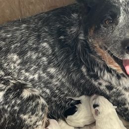 Australian Cattle Dogs and Beagles from McMillan Family Kennels