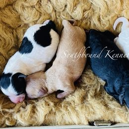 Dachshunds and Poodles from Southbound Kennel