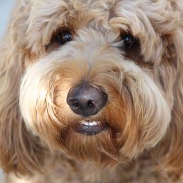 Goldendoodle Puppies from Lovable Goldendoodles