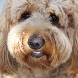 Goldendoodle Puppies from Lovable Goldendoodles