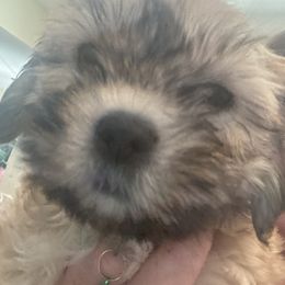 Akc Boy 1 Green collar Winston - Red gold male Lhasa Apso puppy in Chico, California from Lhasa Apsos of northern Ca . Biewer terriers of northern California