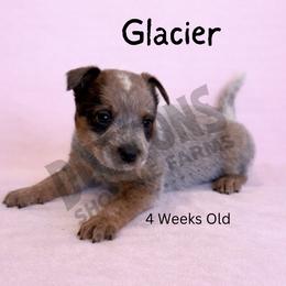 Glacier - Red mottled female Australian Cattle Dog puppy in Oronogo, Missouri from Dutton's Show Me Farms