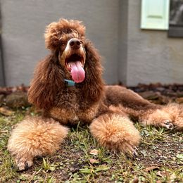 Ginger - Poodle