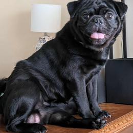Pug puppies from Lisa's Pugalicious Pugs