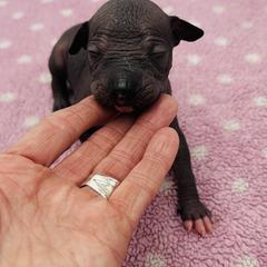 Aaliyah - Black and white female Xoloitzcuintli puppy in West Jordan, Utah from Majestic Nakids