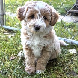 Aussiedoodle Puppies from Paisleys Doodles AK
