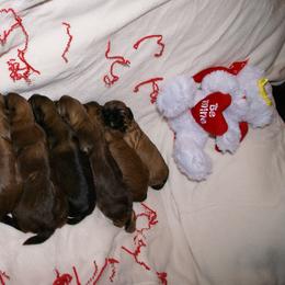 Shih Tzus from DHDoggs Shih Tzu