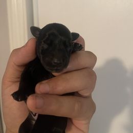 Girl 1 - Miniature Schnauzer puppy in Upland, California from Rising Minis of Upland