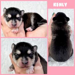 Kenly - Black and white female Pomsky puppy in Sheffield, Iowa from Clover Ridge Pomskies
