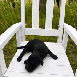 Pecan - Black female Goldendoodle puppy in Milan, Georgia from Cherokee Rose kennels