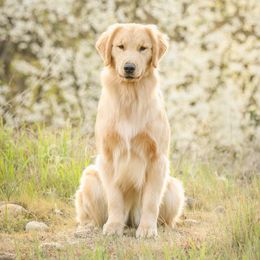 Zinfandel - Golden Retriever