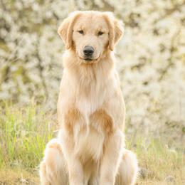 Zinfandel - Golden Retriever