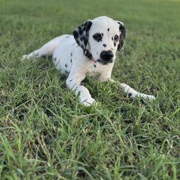 Maroon collar female - White and black female Dalmatian puppy in Hawkins, Texas from Snow Dalmatians