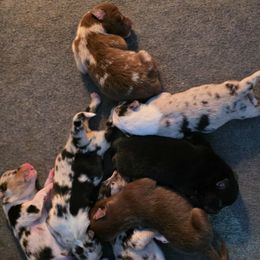 DO NOT PLACE DEPOSIT, trial listing for new litter - Red tri-color male Australian Shepherd puppy in Solon, Maine from Mountain Range Australian Shepherds