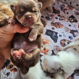 Ruby spoiled queen of Delaware - Chocolate female Chihuahua puppy in Amity, Pennsylvania from Baxters Chihuahuas