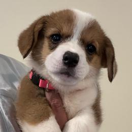 Josie - White and red female Pembroke Welsh Corgi puppy in Rochester, New York from Tnt Yorkies and Cosmic corgis