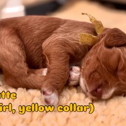 Yellow - Red  female Goldendoodle puppy in Guntersville, Alabama from Carefree Goldendoodles