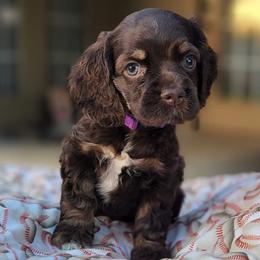 Cocker Spaniels from Southern Country Cockers