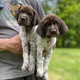 German Shorthaired Pointer Puppies from Thunder Mountain Gun Dogs