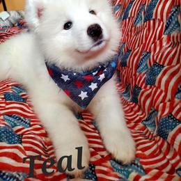 Samoyed Puppies from White Sea Samoyeds