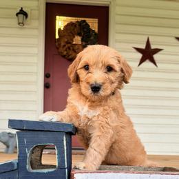 Spirit - Red  male Goldendoodle puppy in Rose Hill, North Carolina from Red Door Canines