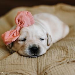 Labrador Retriever Puppies from Landon J Farms Labrador Retrievers