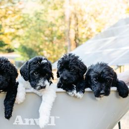 Double Doodle and Labradoodle Puppies from Delightfully Double Doodles