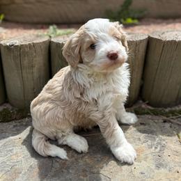 Scout - Merle male Bernedoodle puppy in Monument, Colorado from Colorado Dreamin Doodles