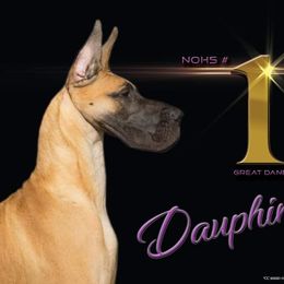 Great Dane All Grown Up from Legado Danes