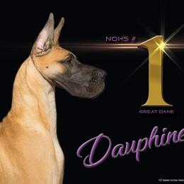 Great Dane All Grown Up from Legado Danes