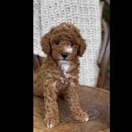 Blueberry - Red male Cavapoo puppy in Arlington, Texas from Van Haselen Poodles and Doodles