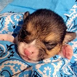 Blue bandana boy - White and black male Pembroke Welsh Corgi puppy in Cherokee, Oklahoma from MCS Farms-OK