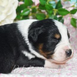 Binx - Black tri-color male Australian Shepherd puppy in Placerville, California from BFF Aussies