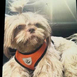 Teddy - Shih Tzu