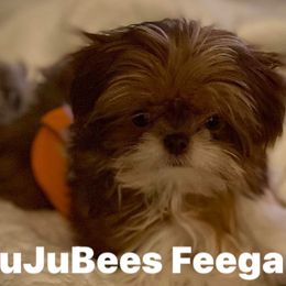 Feegan - Shih Tzu