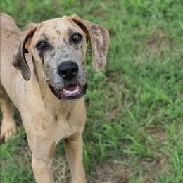 Pandora - Merle female Great Dane puppy in Cunningham, Kansas from Garden Grove Great Danes