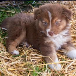 Blue - Red & white male Australian Shepherd puppy in Bloomfield, New York from Wayward Trails Kennel