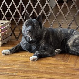 Reese - Black brindle female Akita puppy in Coopersburg, Pennsylvania from Main Street Akitas